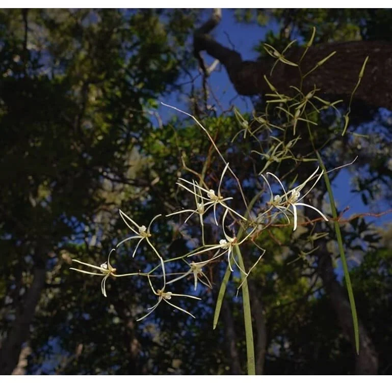 Dendrobium teretifolium  Thin pencil orchid
📷 @moocattle 😁👍
#nsworchids #orchidstagram #citizenscience #pencilorchid #epiphyte #casaurinaforest #dendrobium