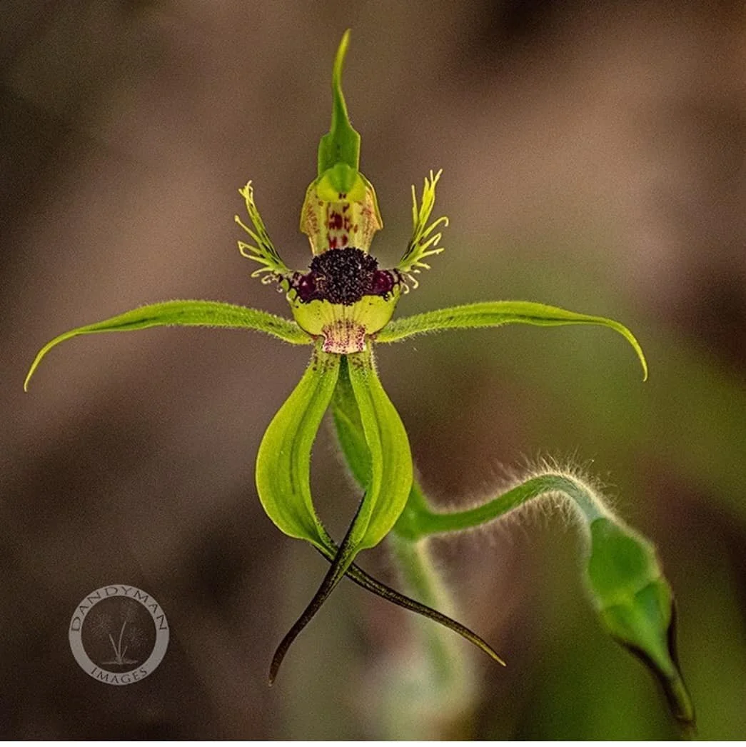 Caladenia crebra  Arrowsmith spider orchid
📷 @dandyman_images 👏😀
#westernaustralianendemic #caladeniacrebra #orchidstagram #winterorchid