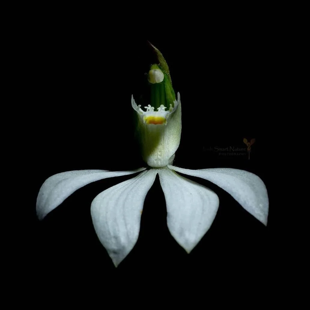 Caladenia catenata  White fingers
📷 @wildly_smart 👏 #incrediblephoto #orchiddrama #columbeystateconservationarea #orchidstagram #macrogrammers