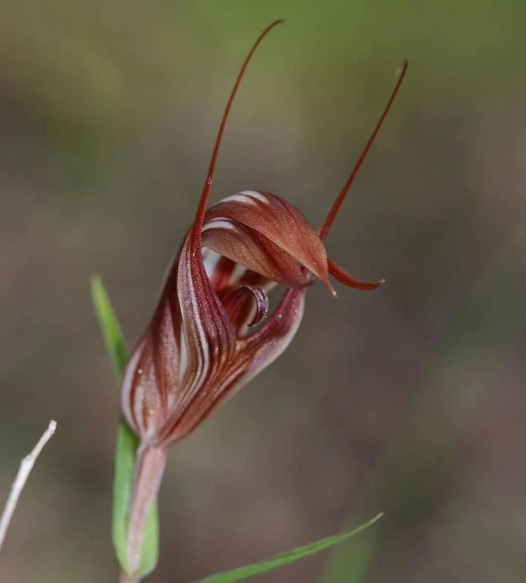 Pterostylis rogersii  Curled-tongue shell orchid
📷 @leesie_136 🤗
#pterostylis #orchidsofinstagram #bunbury #westernaustralianorchids