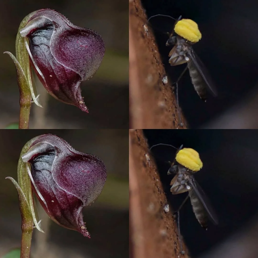 Corybas unguiculatus  Small helmet orchid or Pelican 😆
📷 @izak.schoon 👍
#macro_mood #pollinator #pollinia #fungusgnat #phthinia #pelicanorchid #nsworchids #darkesforest 
🌟You can photograph and record detail of orchid visitors using the new WOW a