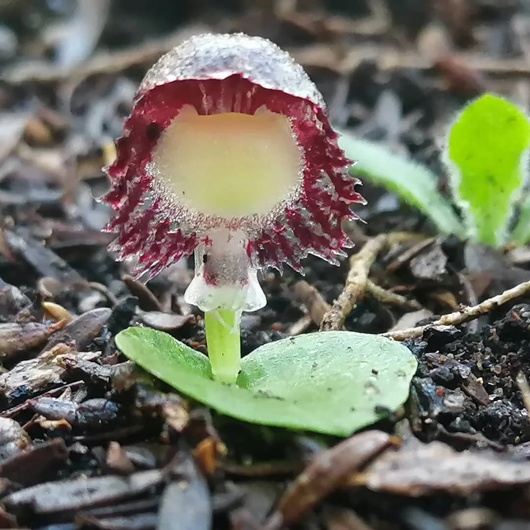 Corybas diemenicus  Veined helmet orchid 
📷 @twerkgherk 😁🙌
#orchidsofinstagram #corybas #helmetorchid #boneo #victorianwildflower #winterorchid
