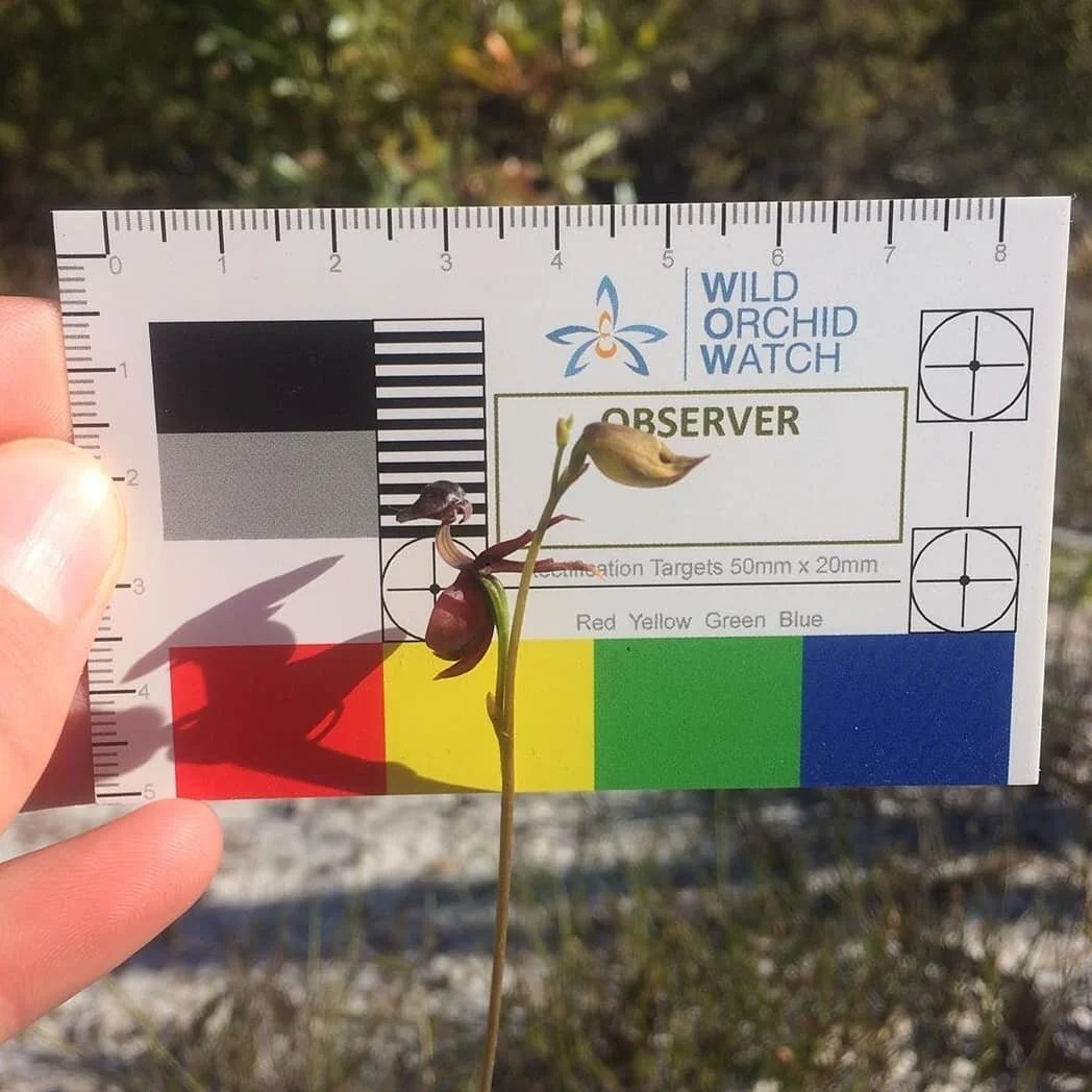 Caleana major  Large flying duck orchid 
📷 @aussienative_orchids 😁👍
#stradbroke #queenslandorchids #wowphotographiccard 
We still have some of these cards to give away! Just email your postal address to info@wildorchidwatch.org and we'll send one 