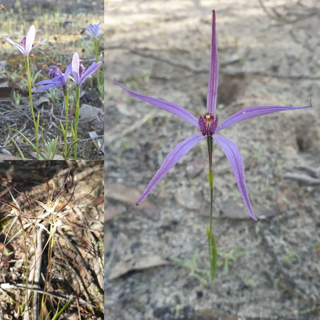 Pheladenia deformis x Caladenia capillata  Blue beard x Daddy-long-legs hybrid
📷 @adelaideorchid 😁🤩
#hybridorchid #naturalhybrid #australiannativeorchids #trickytaxonomy #orchidaceae #orchidsofinstagram #monarto
See this observation on the WOW iNa
