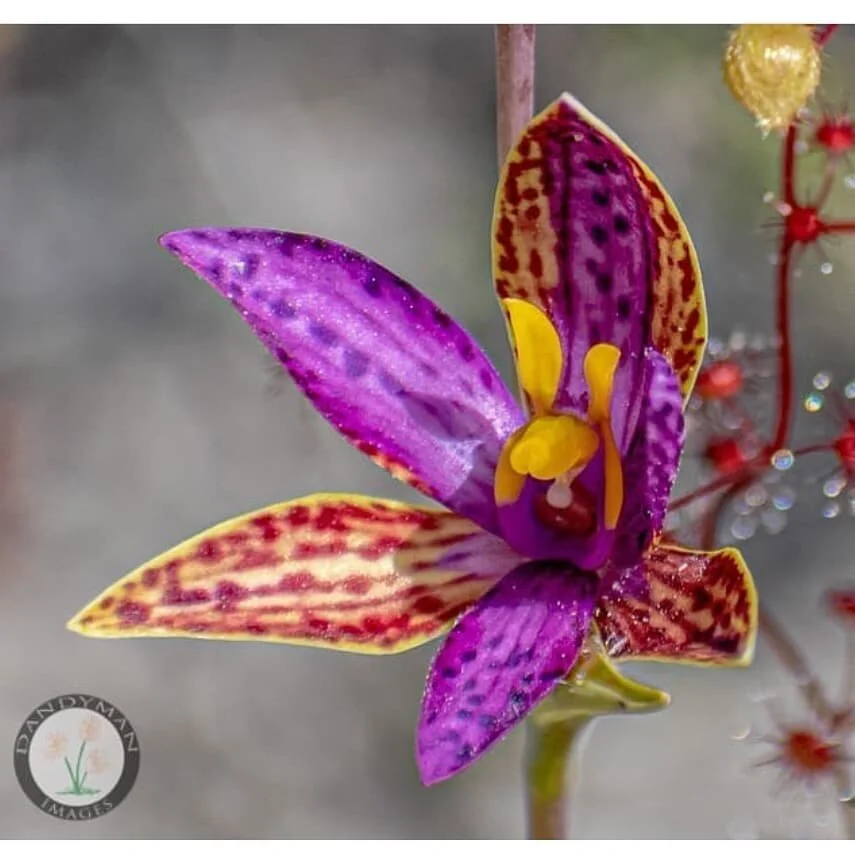 Thelymitra pulcherrima  Northern queen of sheba
📷 @dandyman_images 🙌
#westernaustralianendemic #orchidbeauty #orchidstagram #sunorchids