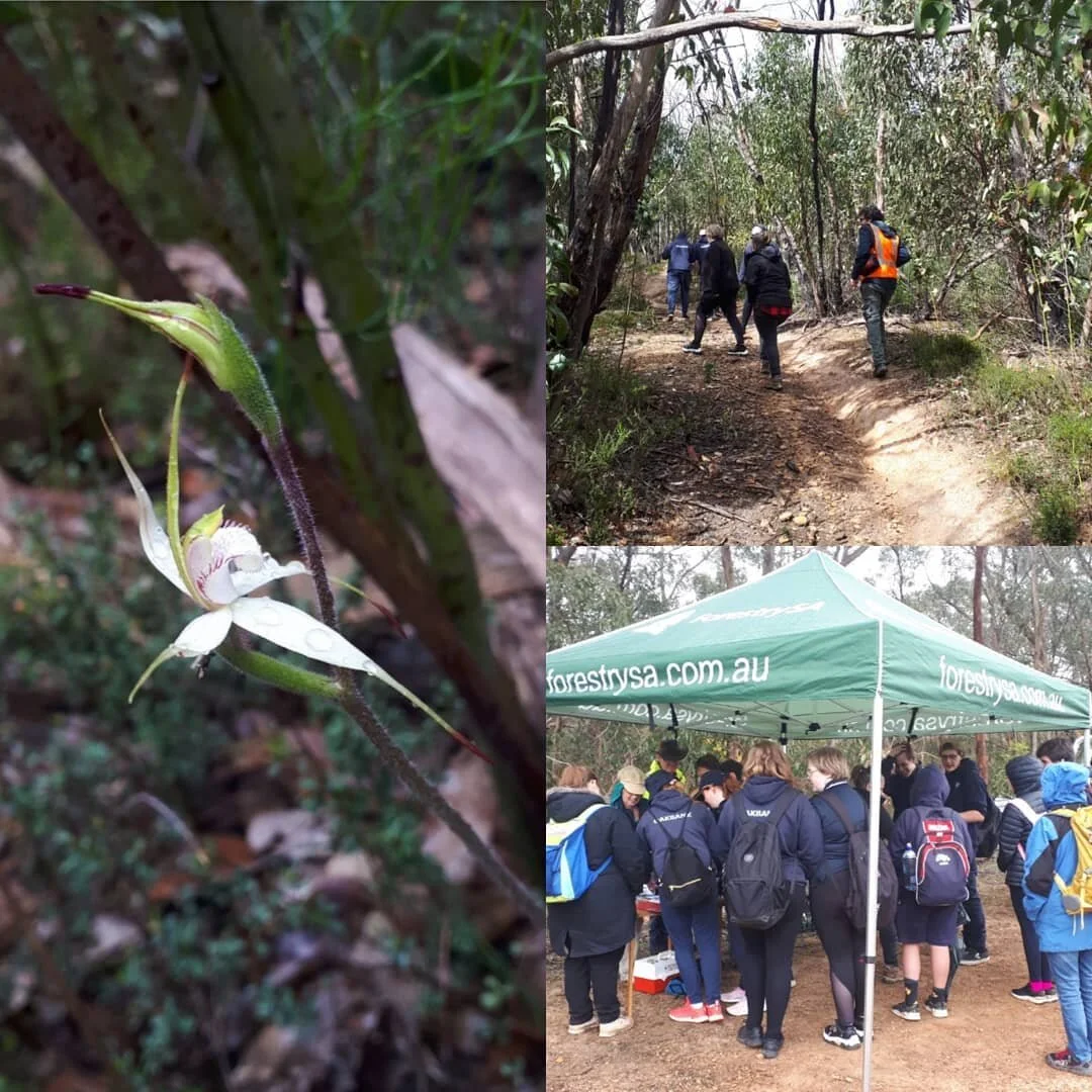 Next gen orchid enthusiasts learning to use the WOW app yesterday. Thanks to the Native Orchid Society SA, Forestry SA and Oakbank Area School @ Mount Gawler Native Forest Reserve 😁⛅