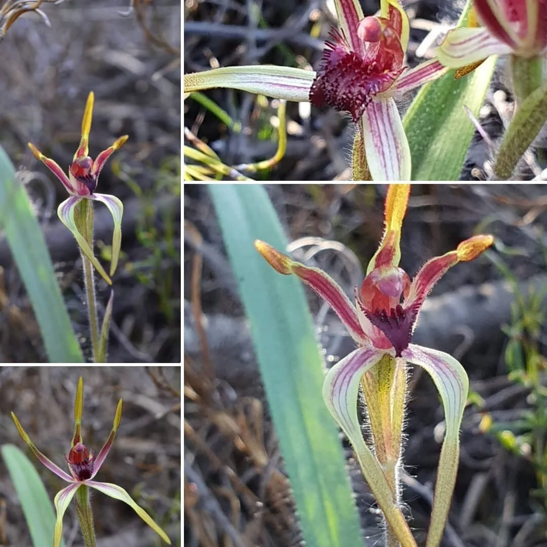 Caladenia arrecta  Reaching spider orchid
📷 Natalie Voigt 😃
#caladenia #spiderorchid #westernaustralianorchids #gibsonwa #wildflowercountry