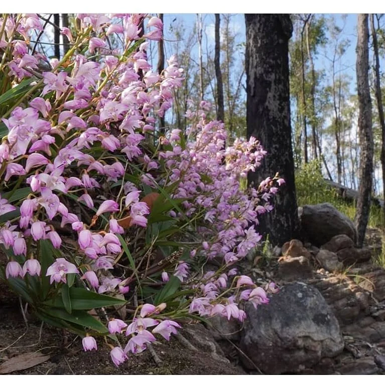 Dendrobium kingianum  Pink rock orchid 
📷 @moocattle 🙌
#lithophyte #orchidstagram #nsworchids #pinkrockorchid