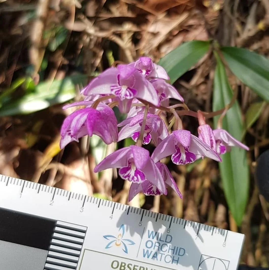 Dendrobium kingianum  Pink rock orchid 
📷 @the_orchid_hub 😀🤩
#dendrobium #orchidsofinstagram #queenslandorchids #wowphotographiccard