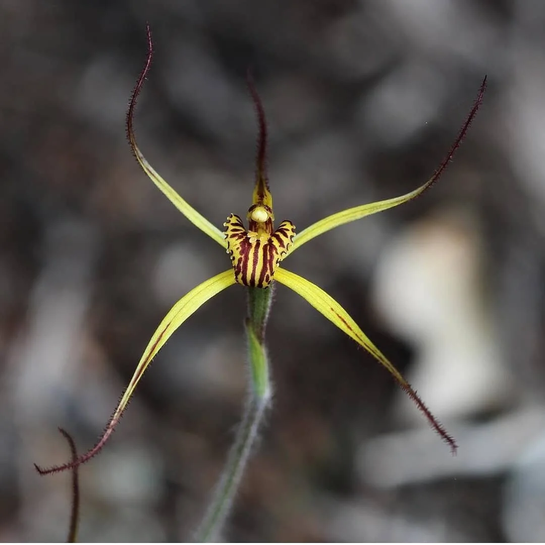 Caladenia caesarea subsp. maritima  Cape spider orchid
📷 @leesie_136 🤗🙌
#caladenia #capespiderorchid #bunbury #winterorchid #westernaustralianorchids