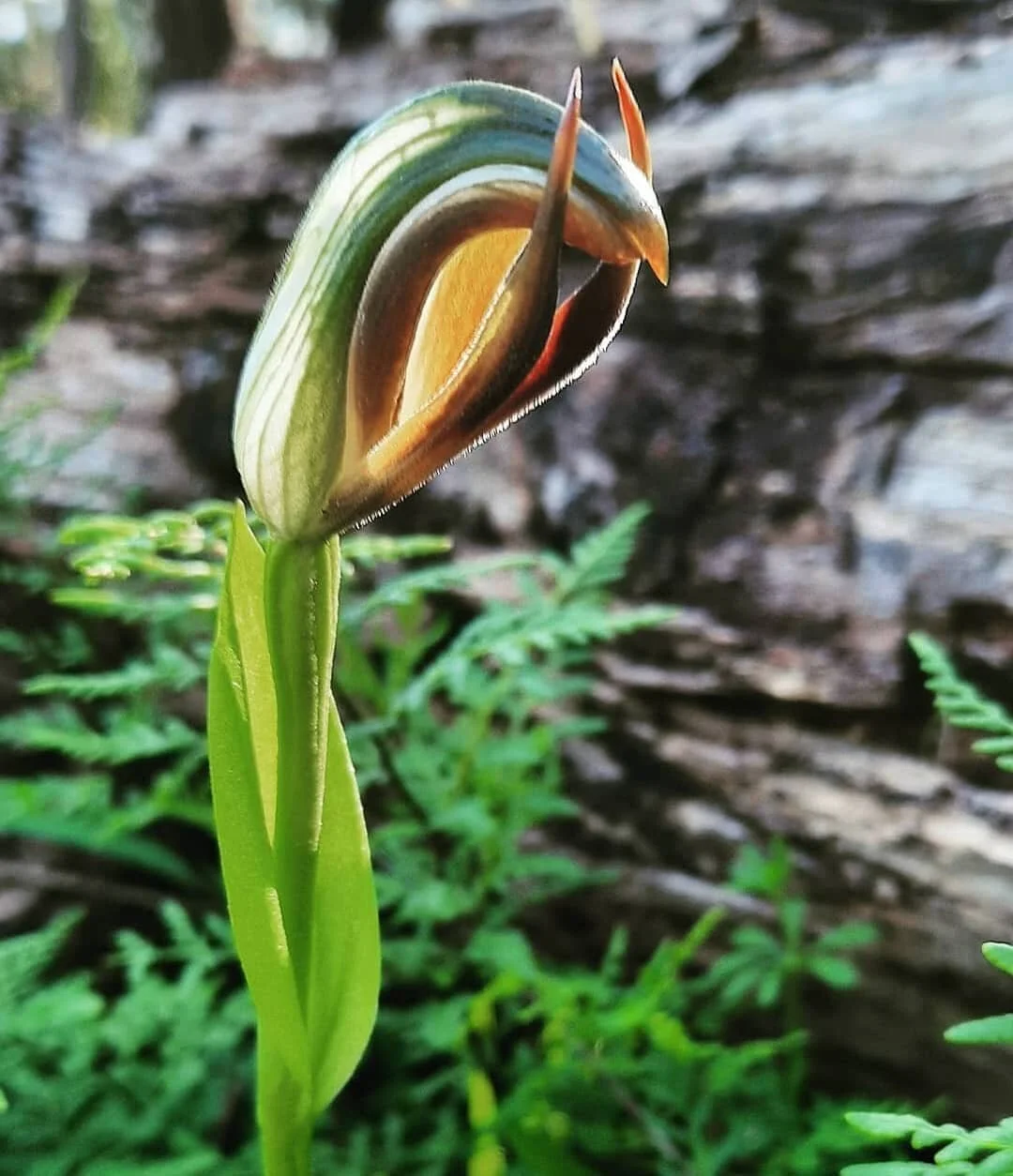 Pterostylis cucullata  Leafy greenhood 
📷 @beatrixbutton_beth 🙌🍃
#threatenedflora #mountloftyranges #southaustralianorchids #orchidstagram #pterostyliscucullata