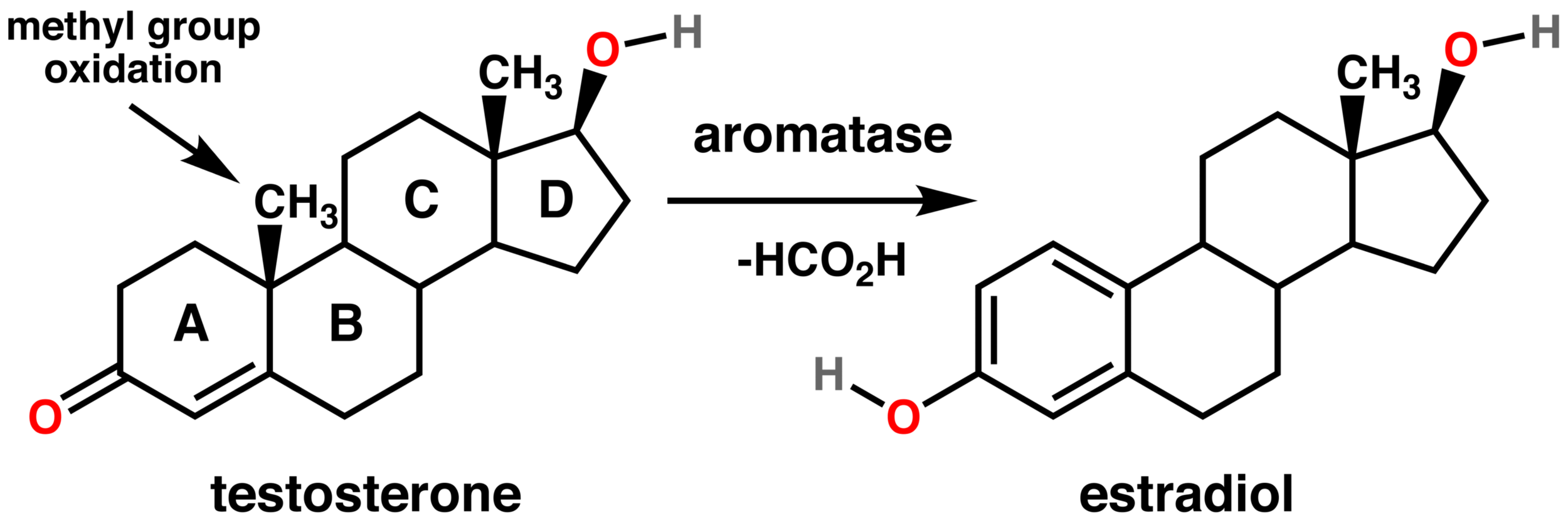 Testosterone_estradiol_conversion.png