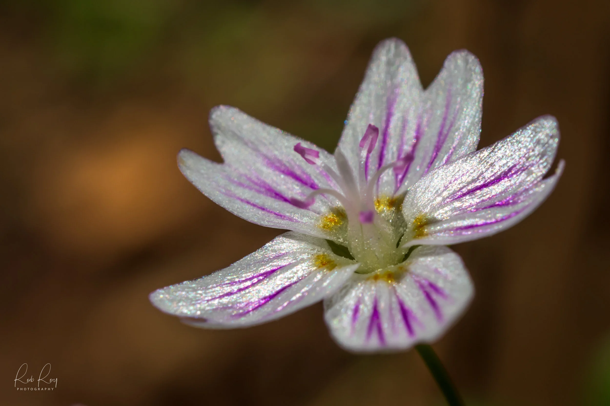Camas Macro_Apr 2018-1-4.jpg