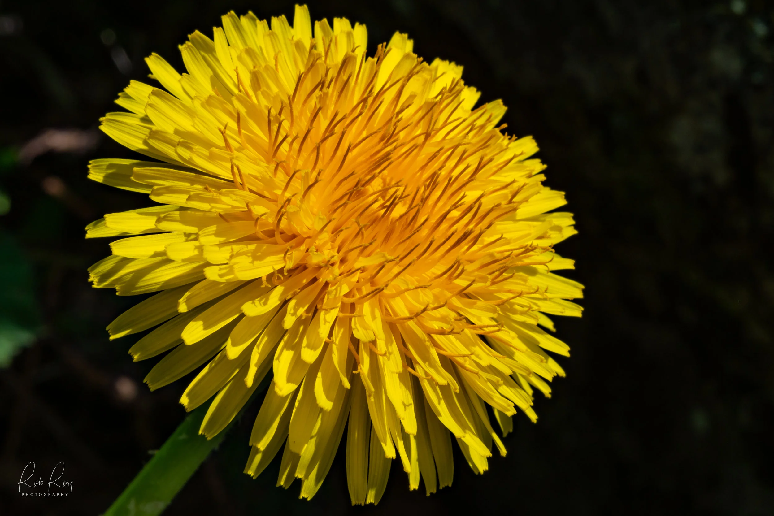 Camas Macro_Apr 2018-1-3.jpg