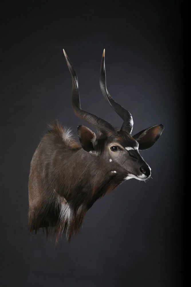 Nyala Sneek.jpg