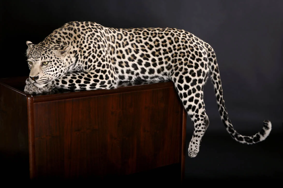 Leopard on desk.jpg