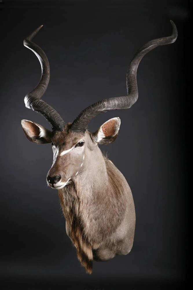 Kudu Shoulder mount2.jpg