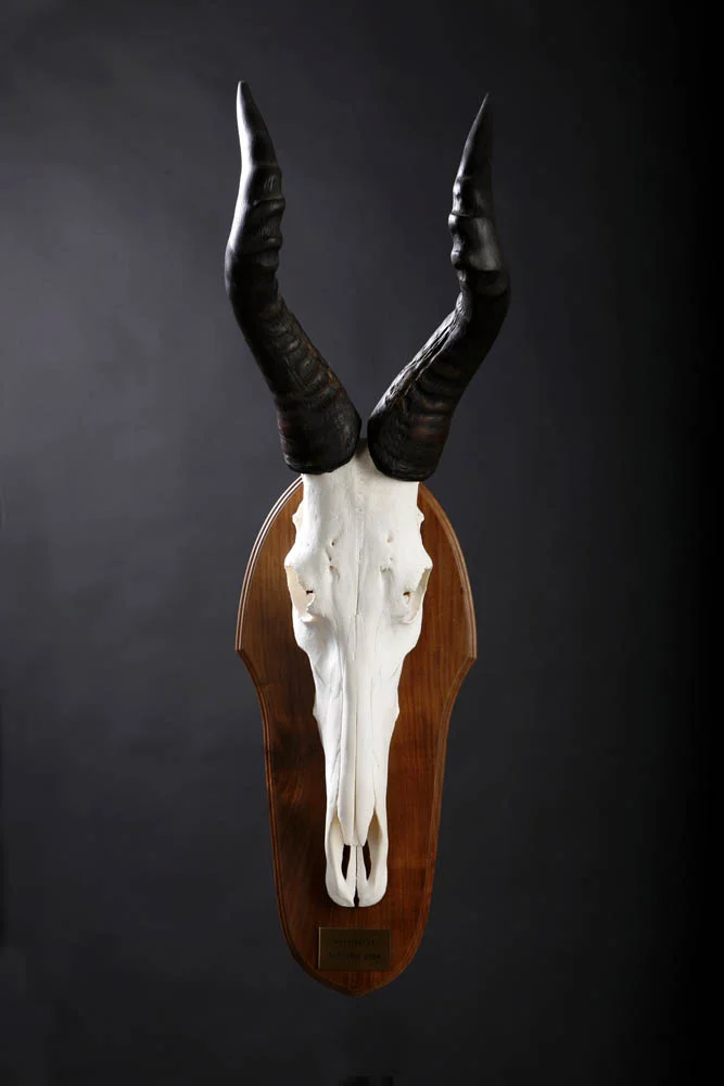 Hartbees Skull.jpg