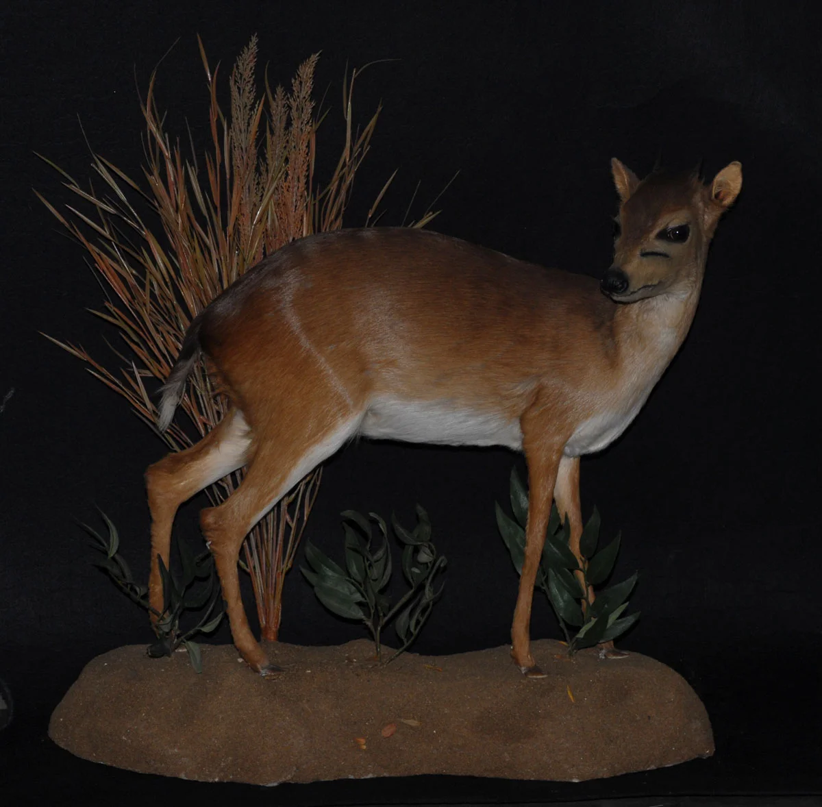 Duiker.jpg