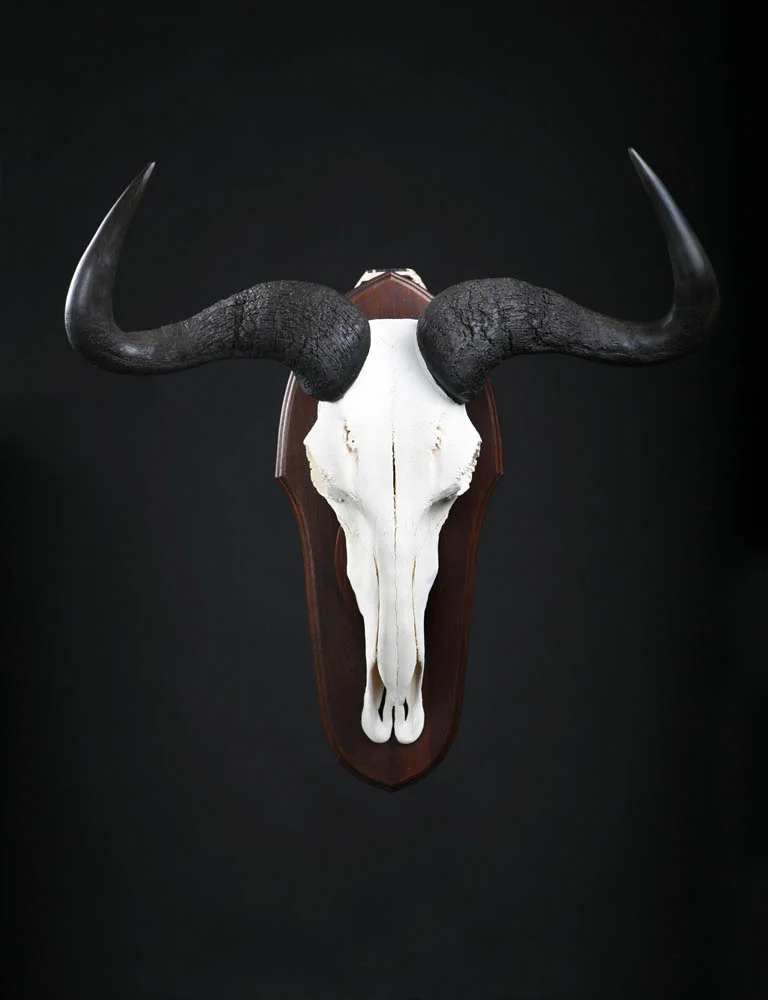 B-wildebeest Skull.jpg