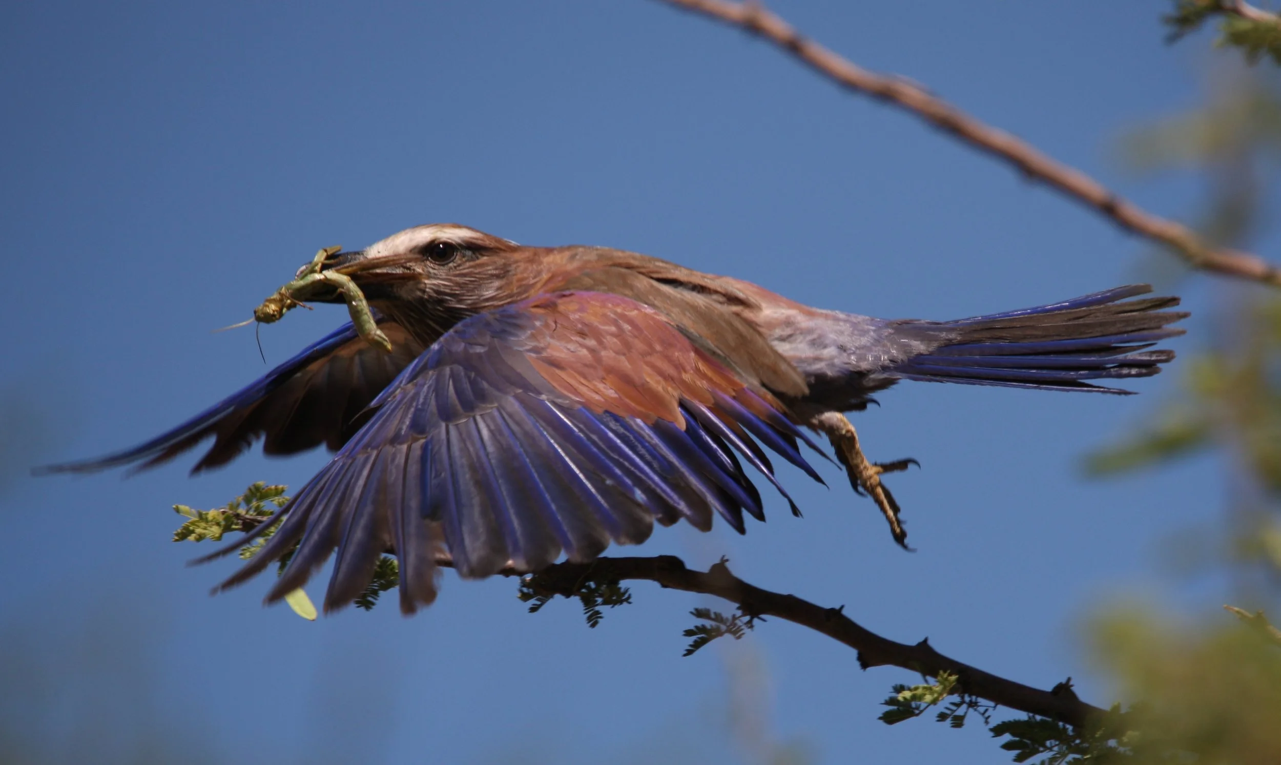 Angolan roller.jpg