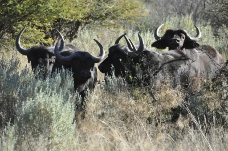 Hunt Sout Africa Kalahari Lion hunting103.jpg