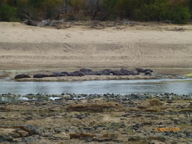 Hunt South Africa Letaba River38.jpg