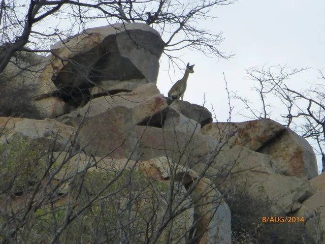 Hunt South Africa Letaba River32.jpg