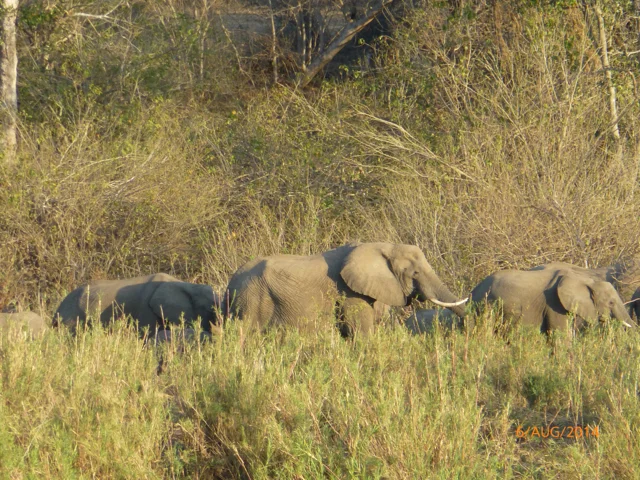 Hunt South Africa Letaba River21.jpg
