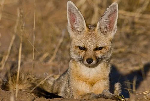 bat-eared-fox-a-common-resident-of-etosha1.jpg