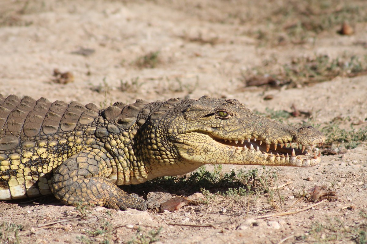 erindi-croc.jpg