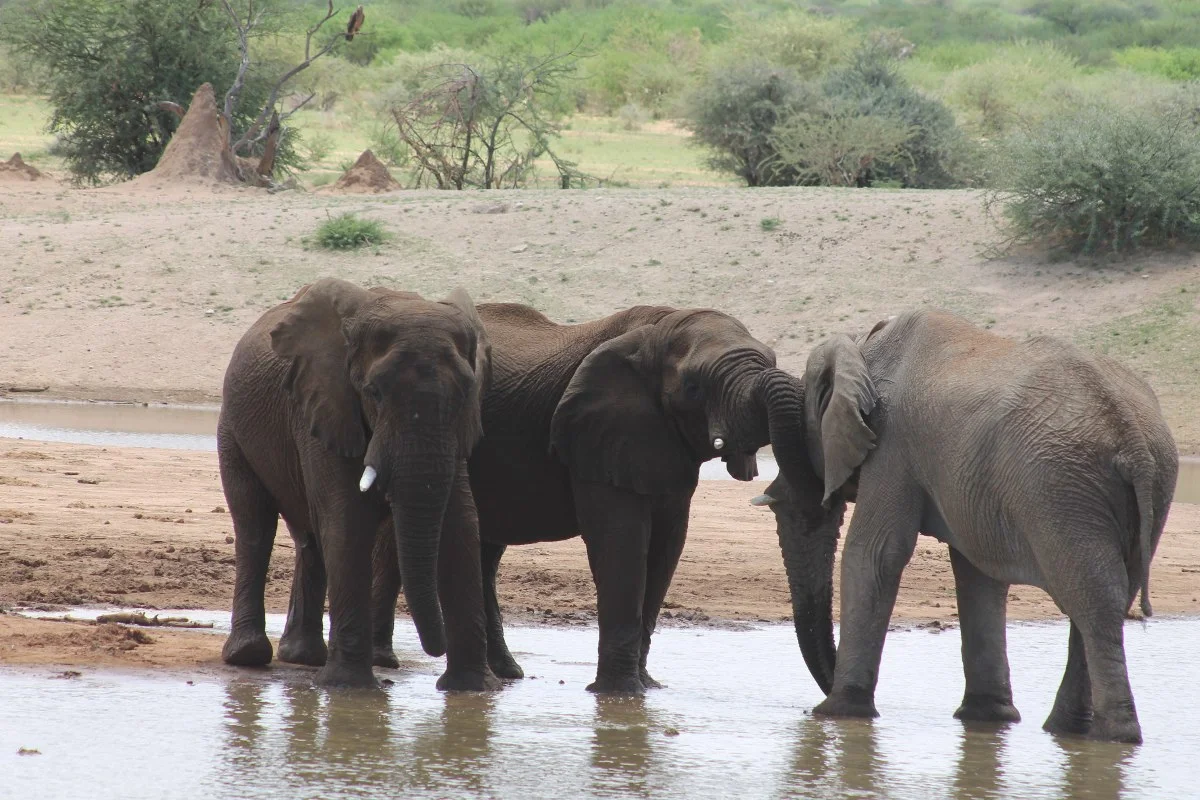 erindi-elephant-meeting.jpg