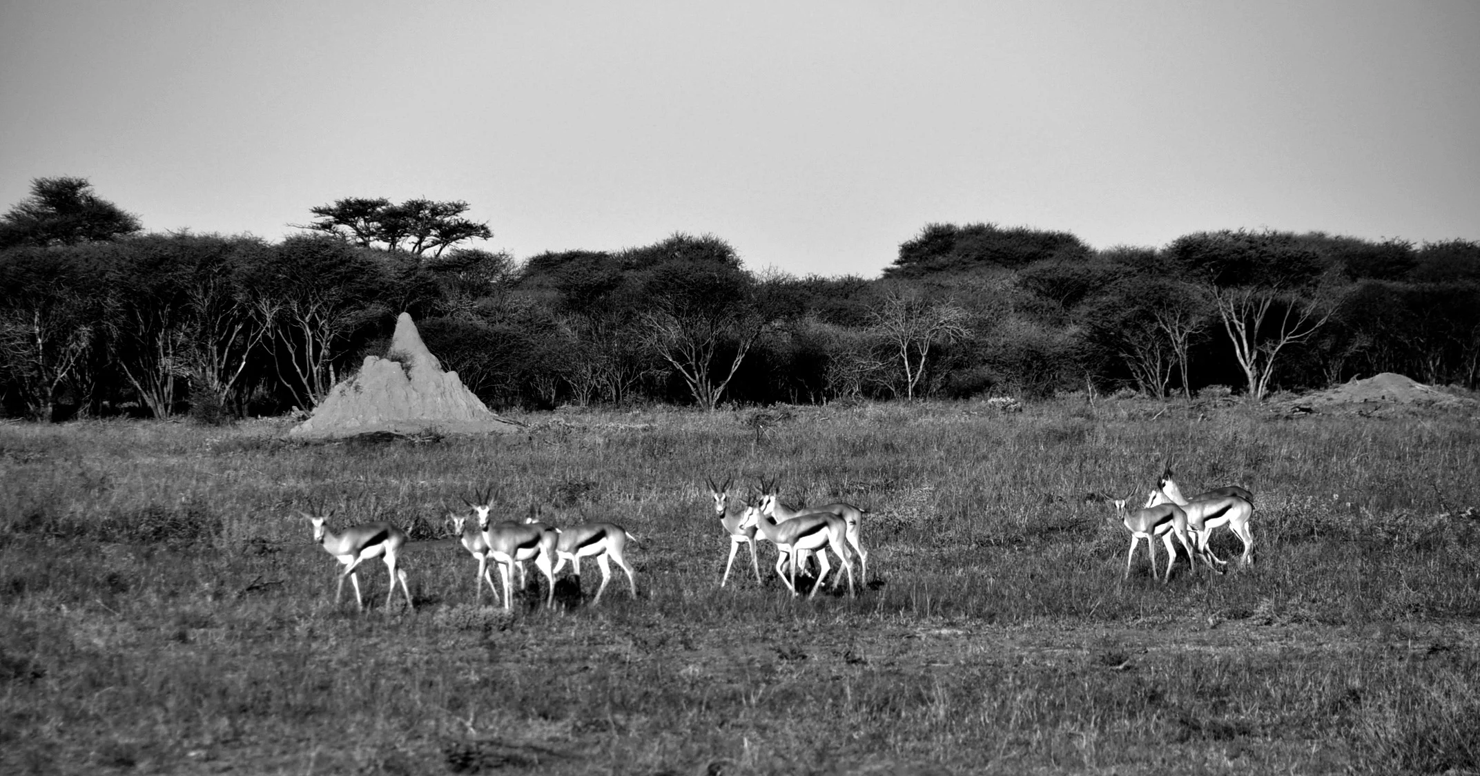 DSC_0080e.jpg