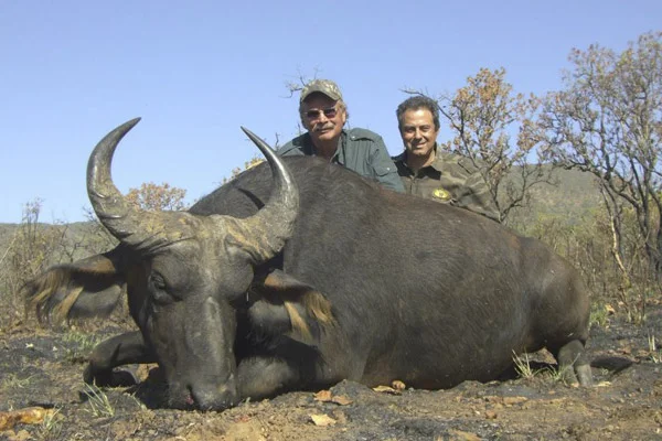 buffalo15.jpg
