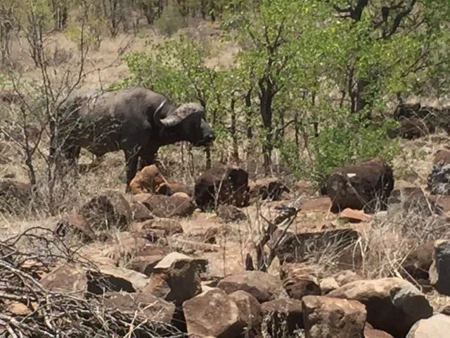 Hunt in Africa 128.jpg