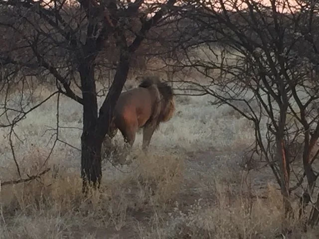 Hunt in Africa 45.jpg