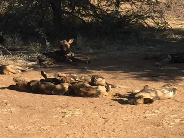 Hunt in Africa 43.jpg