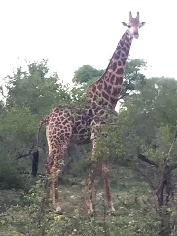 Hunt in Africa 126.jpg