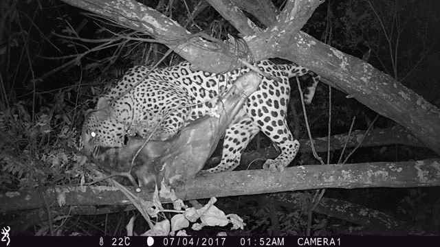 Hunt in Africa 12.jpg