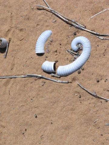 Kalahari Spike Camp69.jpg