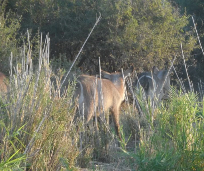 Elephant River Safari6.jpg