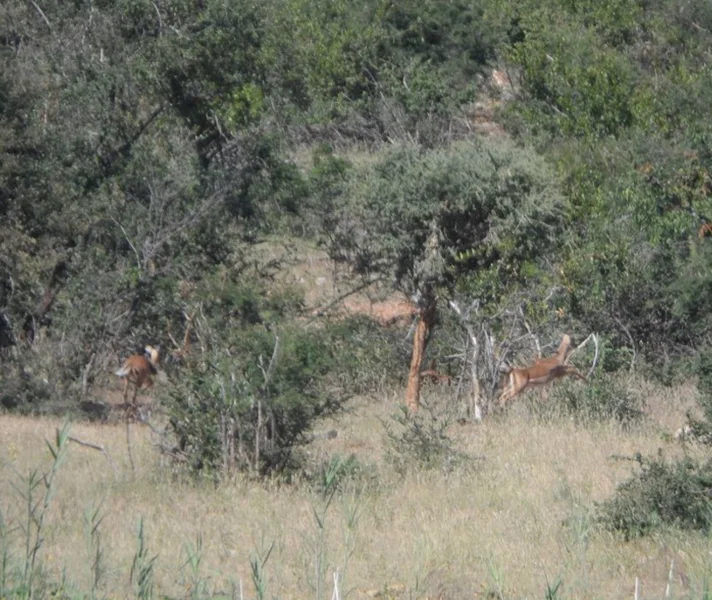Elephant River Safari7.jpg