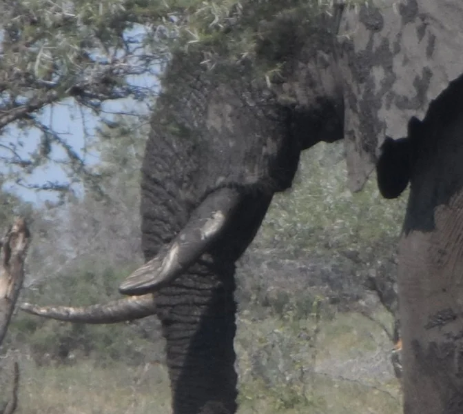 Elephant River Safari4.jpg