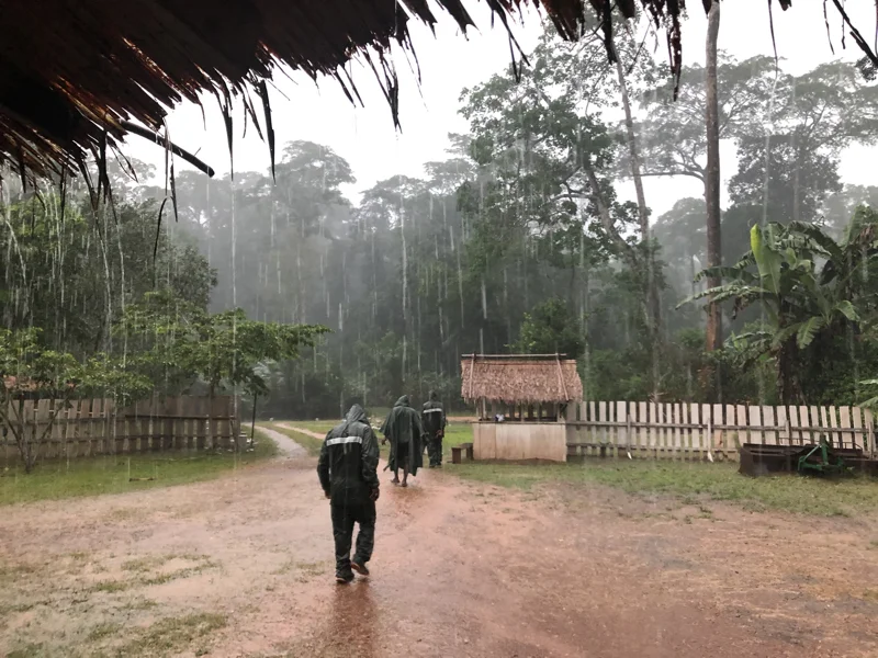 Cameroon Forrest CAMP9.jpg