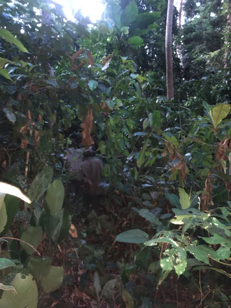 Cameroon Forrest COOL PICS40 2.jpg