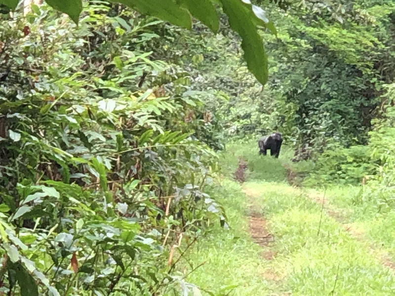 Cameroon Forrest COOL PICS35 2.jpg
