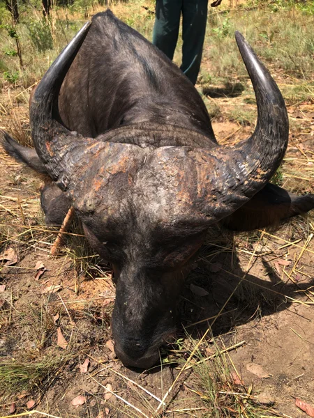 Cameroon Savannah Trophies5.jpg
