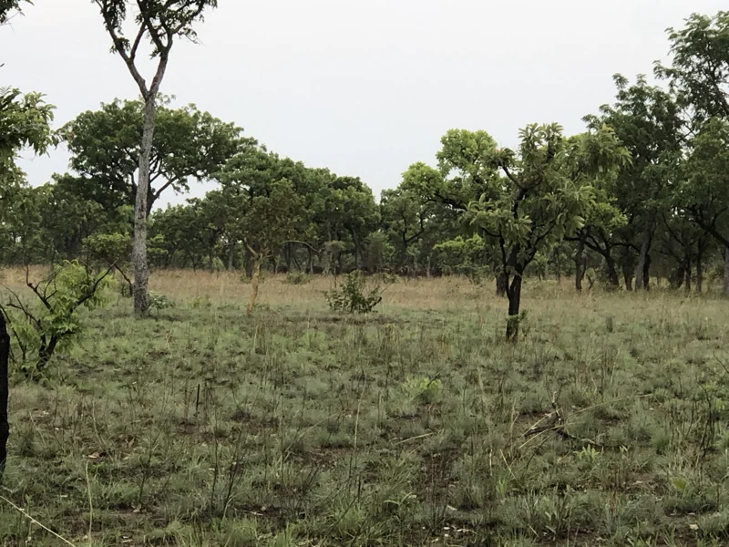 Cameroon Savannah Cool Pics28.jpg