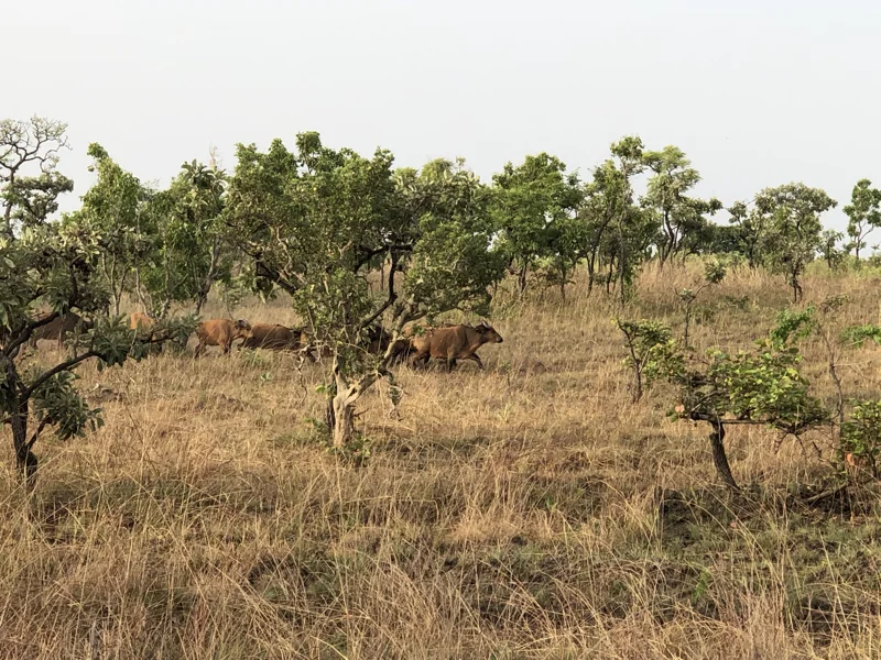 Cameroon Savannah Cool Pics38.jpg