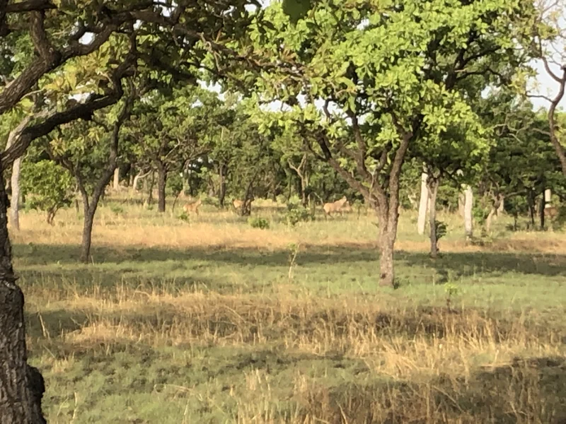 Cameroon Savannah Cool Pics59.jpg